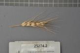 Click for 1 image(s) for this accession. Spike
